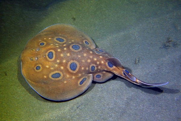 Nb record d'ocelles bleus pour une raie torpille ocellée 