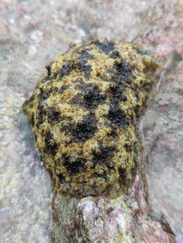 NC : peronia verruculata ?