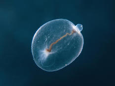Need help identifiyng this planktonic creature