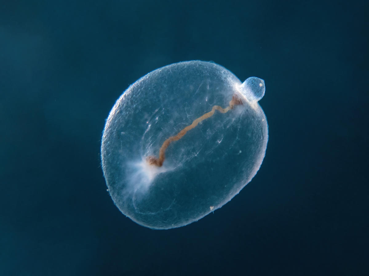 Need help identifiyng this planktonic creature