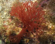 Nemastoma de Dumont ou Halymenia allongée ou pourpre ?