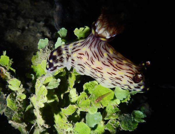 nembrotha