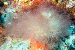 Nereia filiformis ?