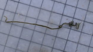 Nermerte ou autres ? (estran)