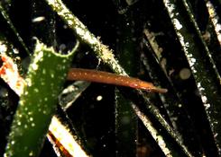 Nerophis lumbriciformis ?