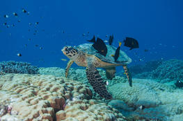 Nettoyage tortue