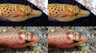 New identification key for Lepadogaster lepadogaster vs. Lepadogaster purpurea