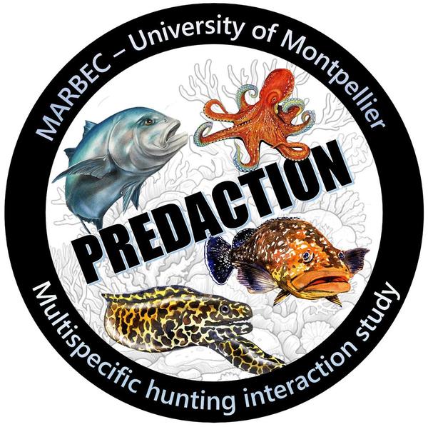 NEW VIDEO CHALLENGE – SCIENTIFIC STUDY PredAction HUNTING INTERACTIONS BETWEEN PREDATOR SPECIES!