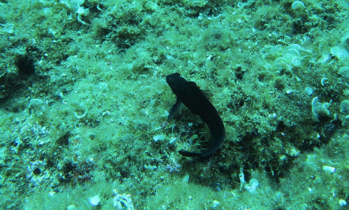 noir de noir, blennie pilicorne?