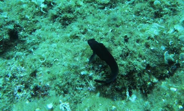 noir de noir, blennie pilicorne?