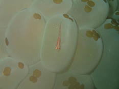 Nom d'une crevette sur un corail bulle