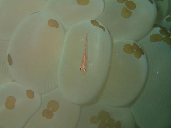 Nom d'une crevette sur un corail bulle