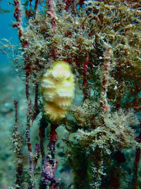 Nom de ce bryozoaire