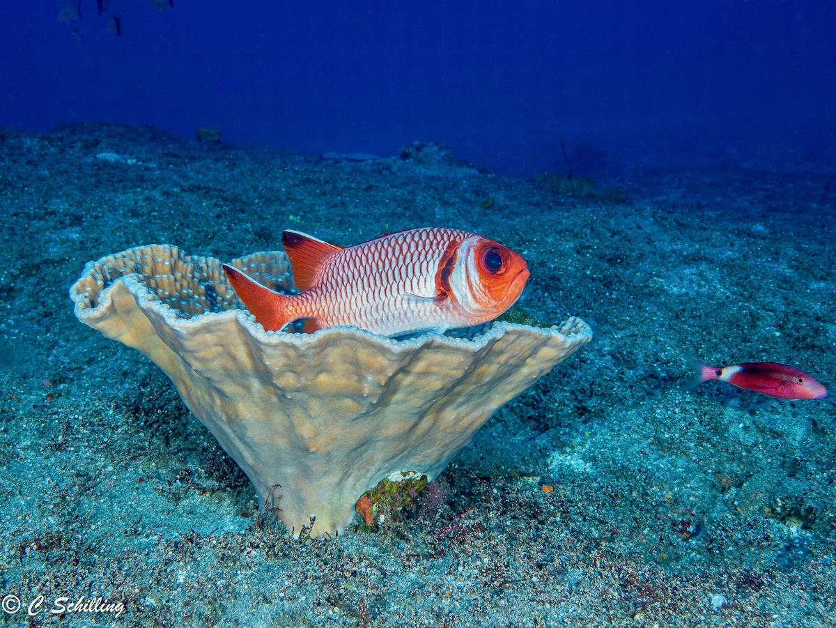 Nom de ce corail