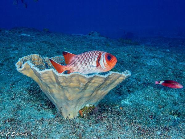Nom de ce corail