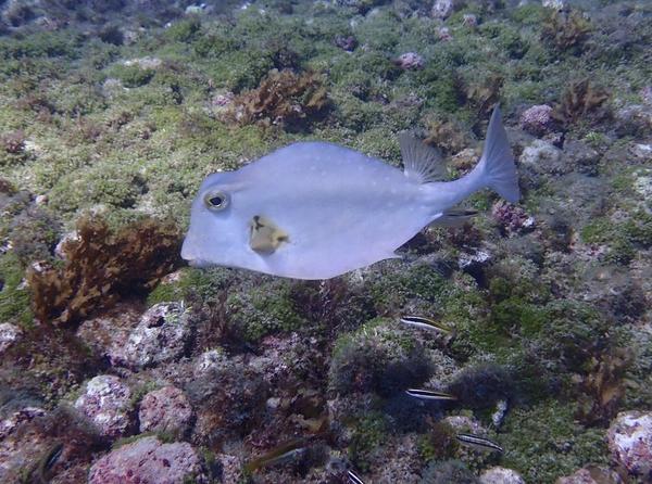 Nom de ce poisson coffre ?