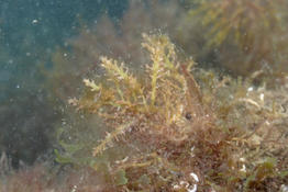 Nom de cette algue ?