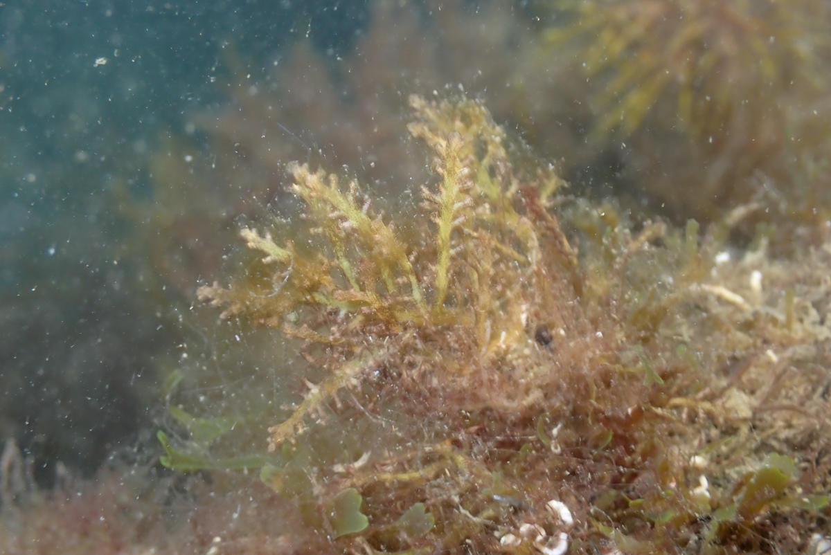 Nom de cette algue ?