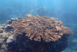 nom de cette colonie d'Acropora formant une belle table ?