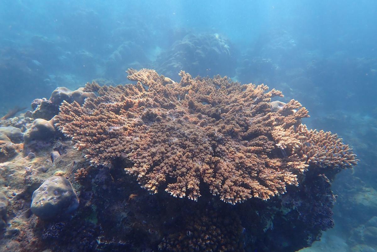 nom de cette colonie d'Acropora formant une belle table ?