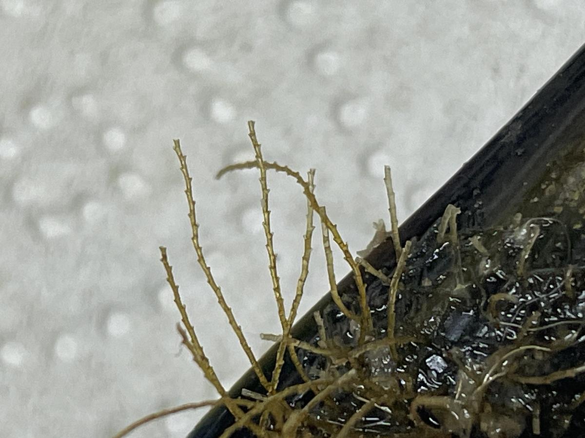 Nom de l'hydraire observé sur cette moule?