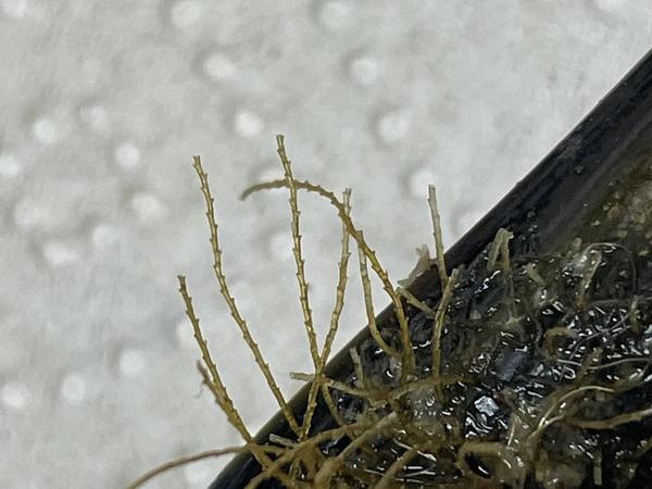  Nom de l'hydraire observé sur cette moule?