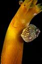 Nom de mollusque