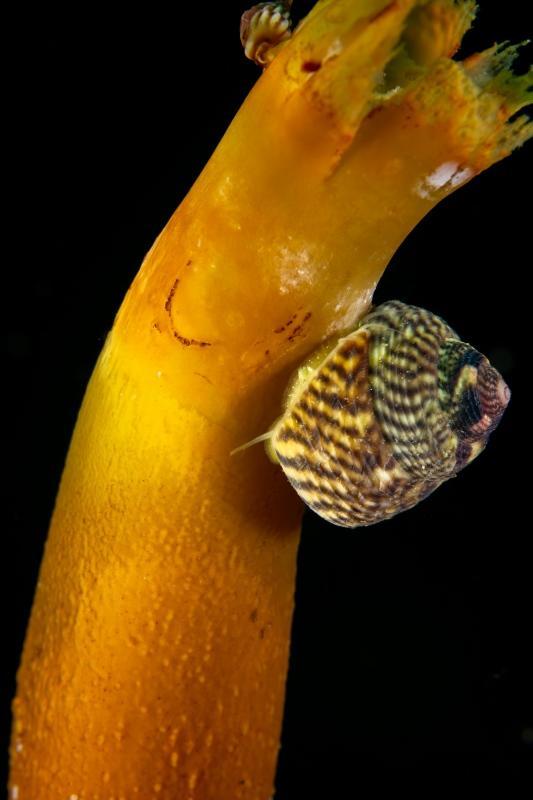 Nom de mollusque