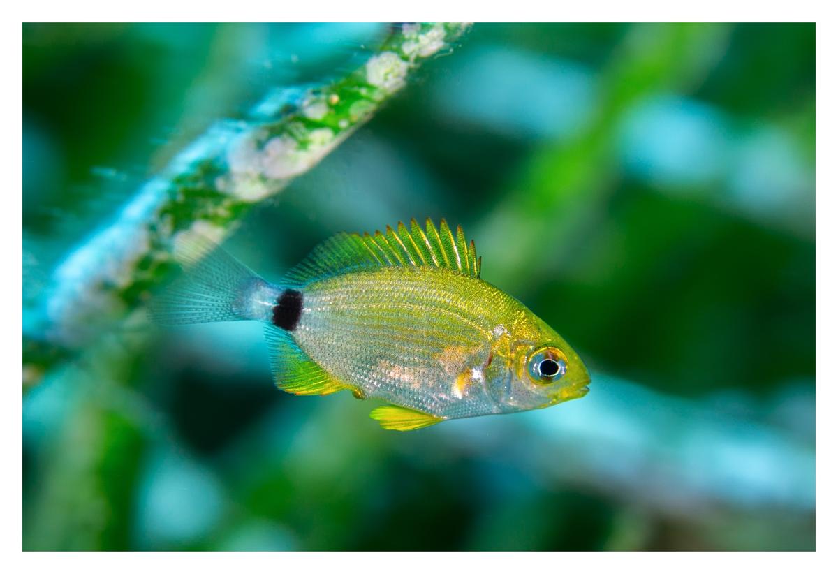 Nom de poisson