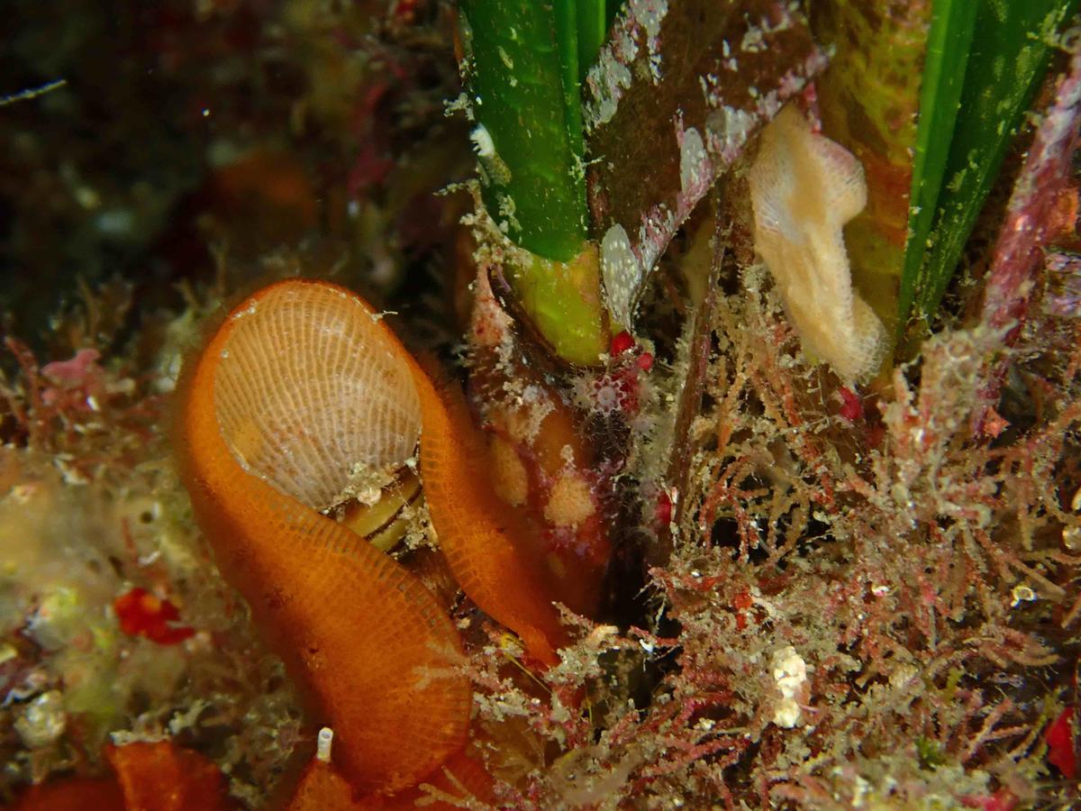 Nom du bryozoaire orange ?