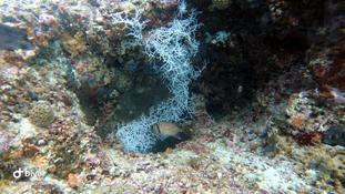 Nom du corail