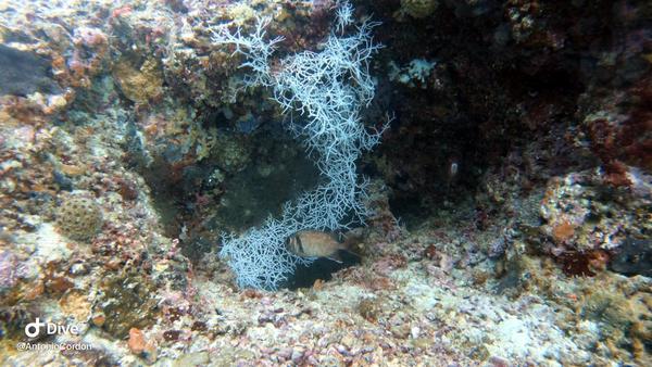 Nom du corail