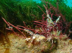 nom du corail rouge?