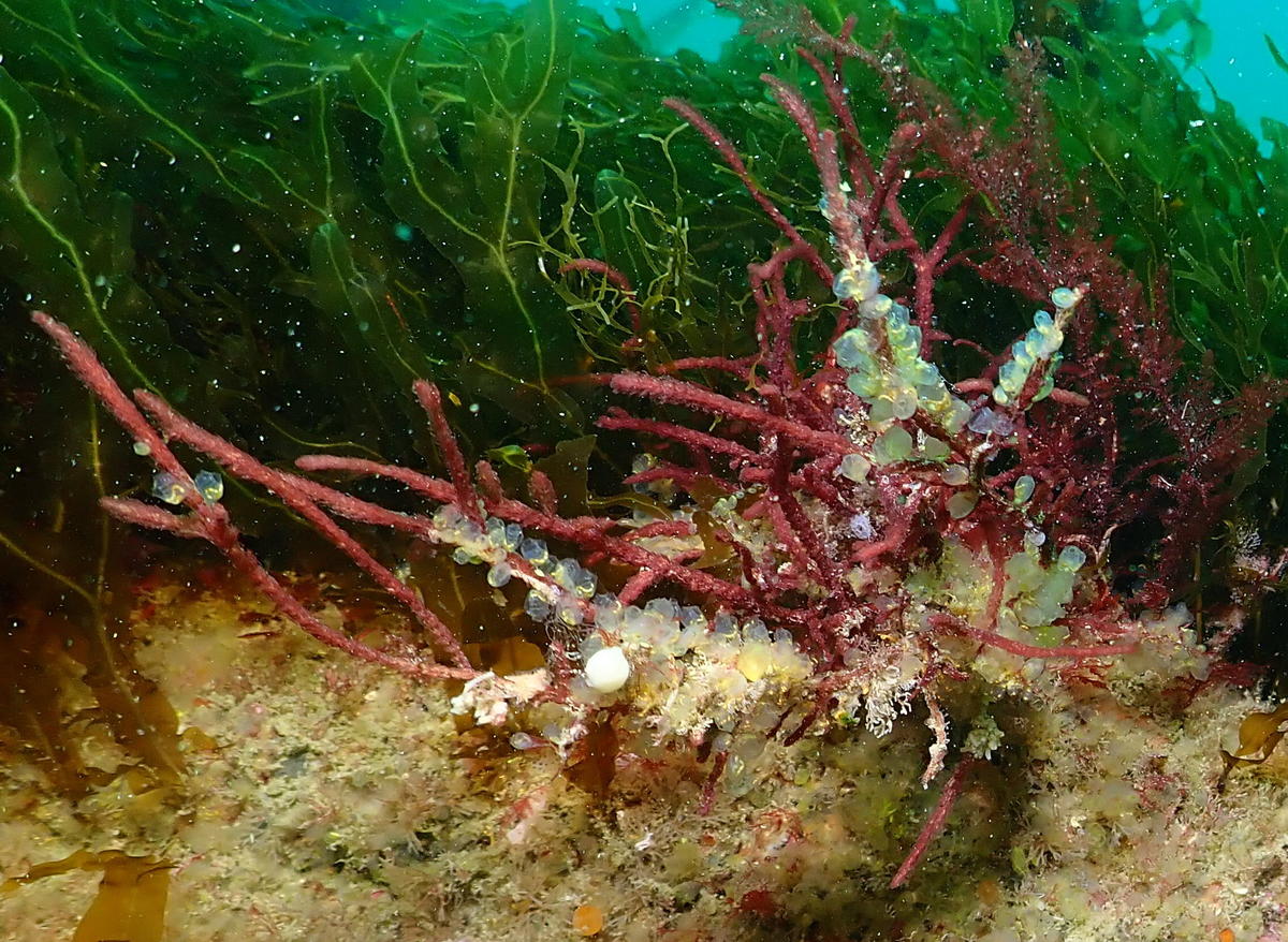 nom du corail rouge?