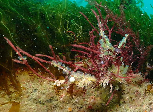 nom du corail rouge?