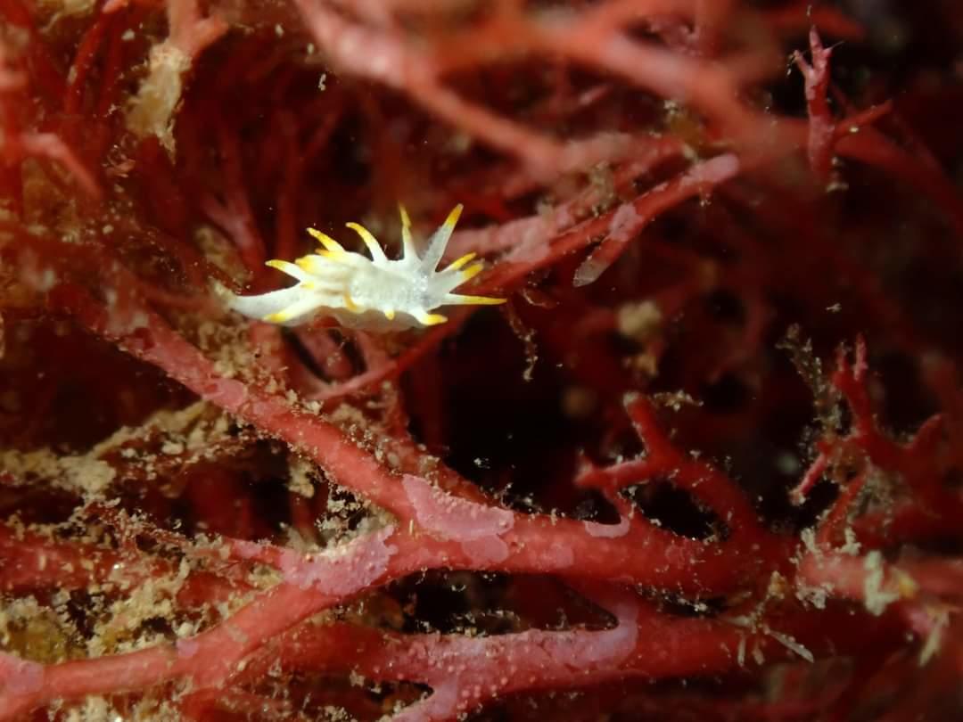 Nom du nudibranche (Méditerranée)