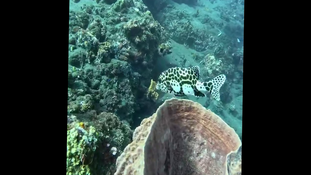 nom du poisson