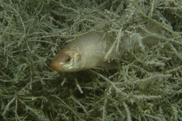 Nom du poisson en eau douce avec 2 barbillons ?