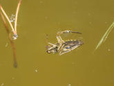 Notonecte en vue dorsale. Identifiable ?