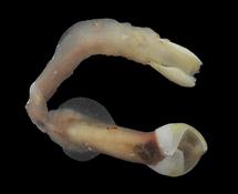 Nototeredo norvagica?