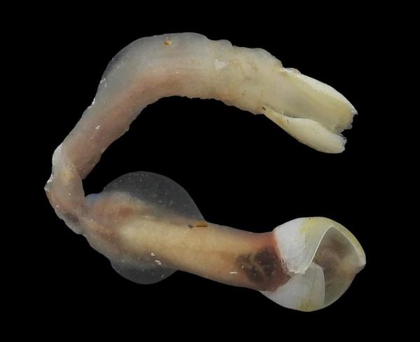 Nototeredo norvagica?