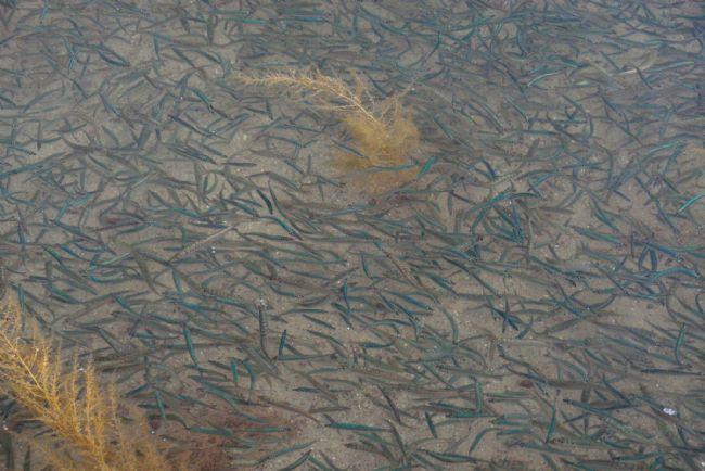 Photo d'un banc de ces petits poissons prise dans une mare (je ne crois pas que ces poissons deviennent plus grands).<br />Murielle TOURENNE