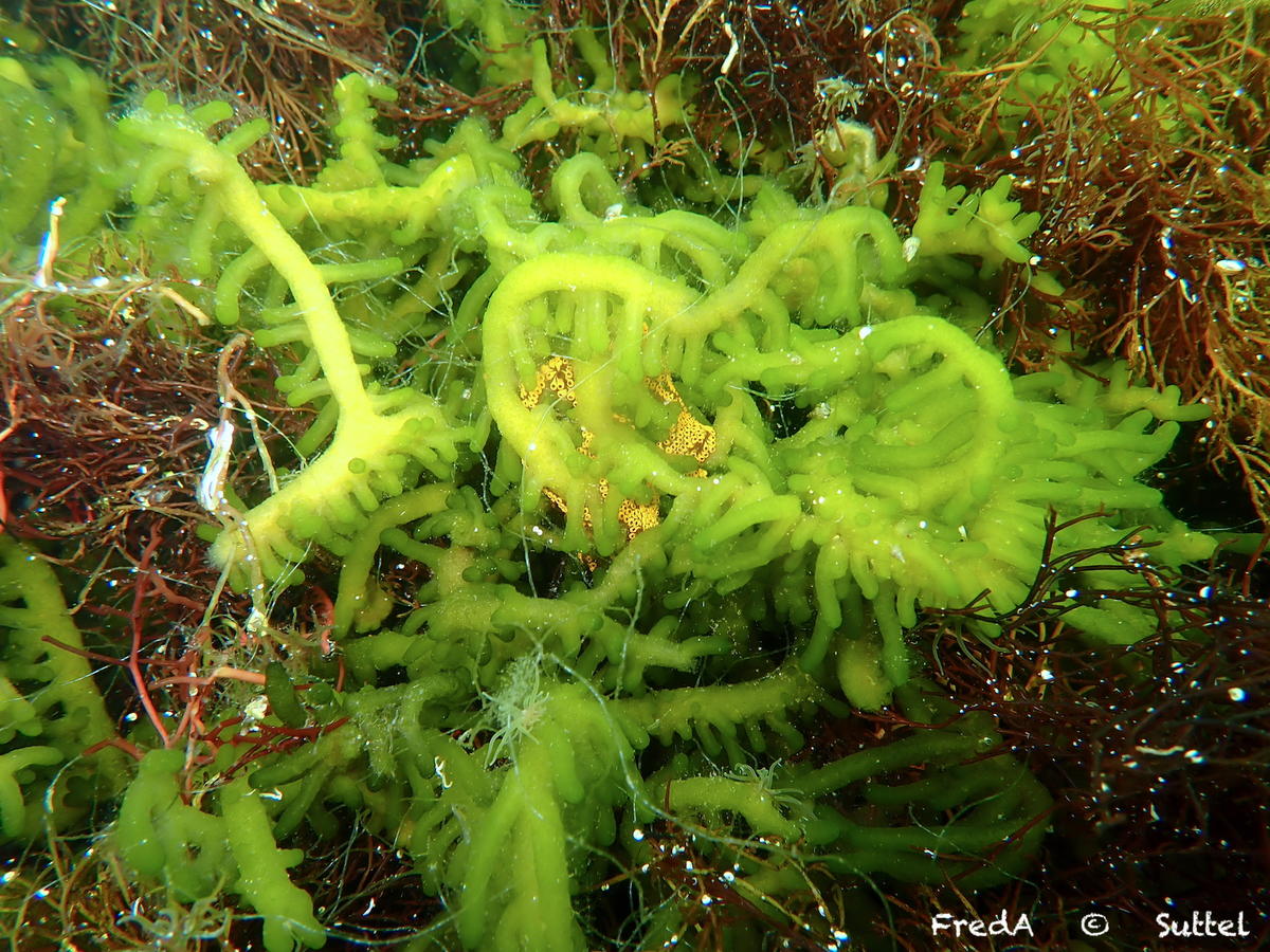 Nouveau Codium dans l'étang de Thau