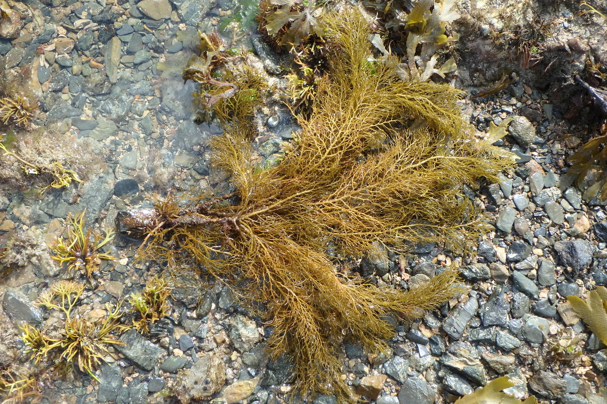 Nouvelle algue à identifier