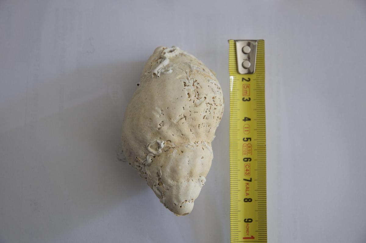 <p>coquille trouvée sur la plage de Combrit  cette année , date ? , taille en l'état 8,5 cm de long ,diam max 15 à 16 cm, Même espèce ?</p>