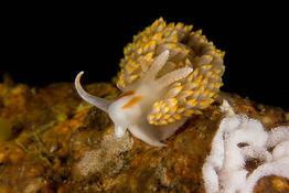 Nudi