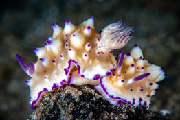 Nudi