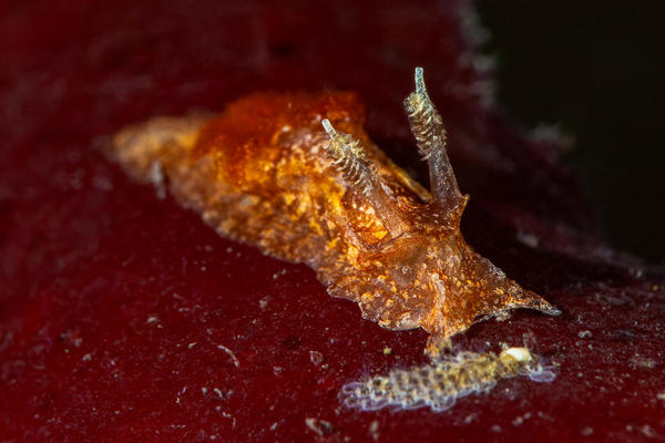 Nudi à panache branchial rouge