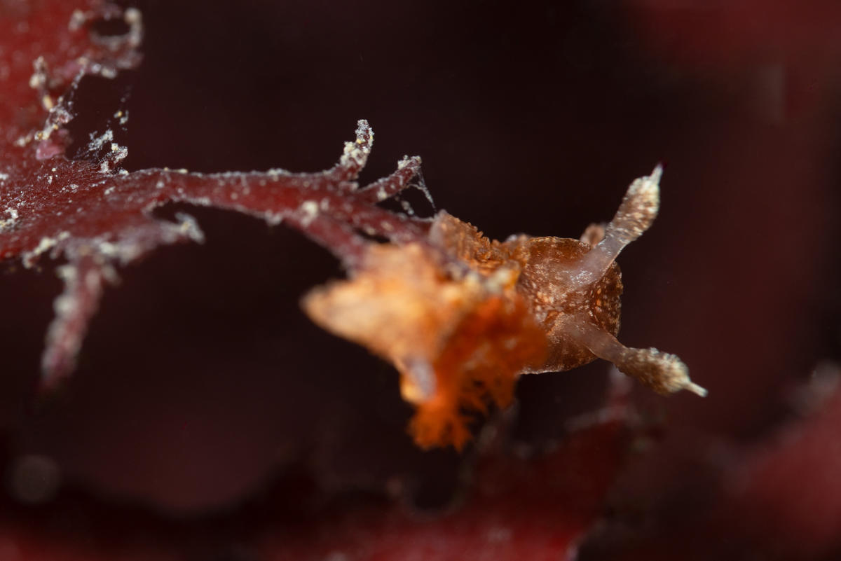 <p>Voici une vue de dos. Désolé pour la mise au point mais au moins on aperçois le panache branchial rouge de ce doridien de moins d'1 CM.</p>