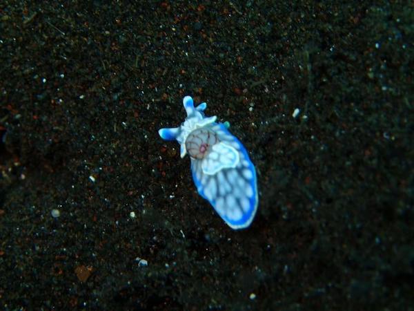 Nudi branche inconnue 